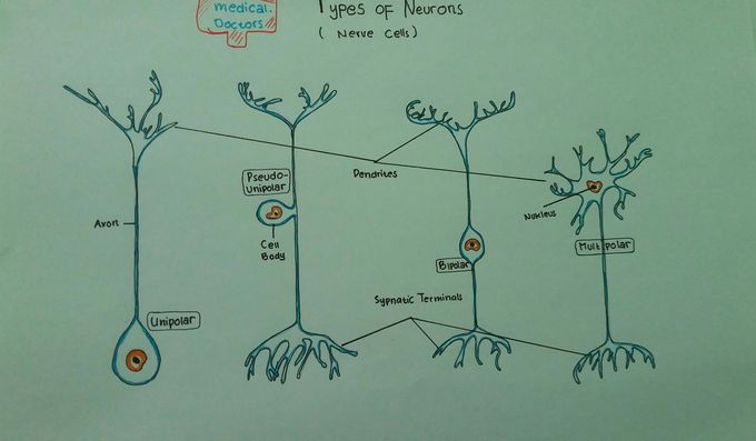 Typesof of neurons
