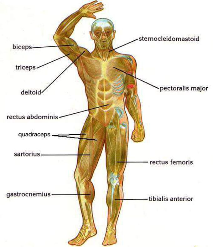 Vital Muscles