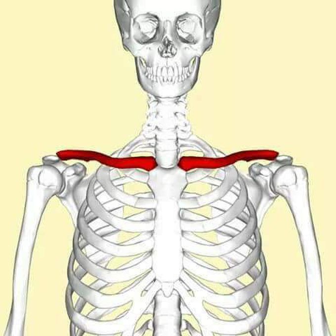 Which of the following bone is known as "Beauty Bone".