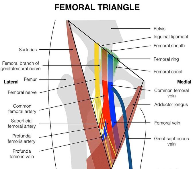 Femoral Triangle