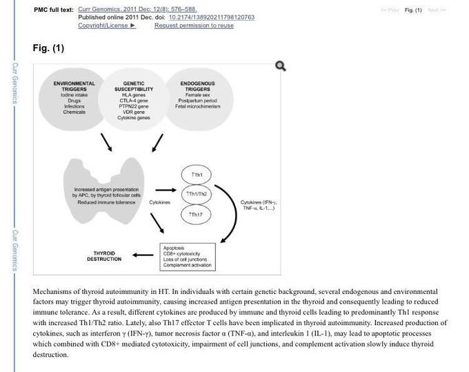 Mechanisms of thyroid autoimmunity in HT