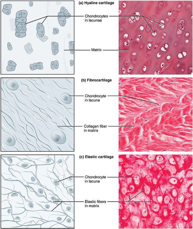 Histology of different types of Cartilage