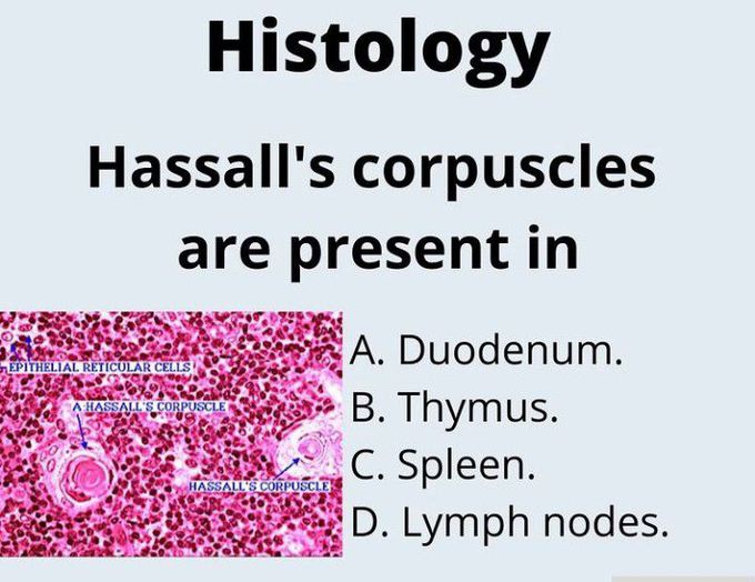 Hassall's corpuscles