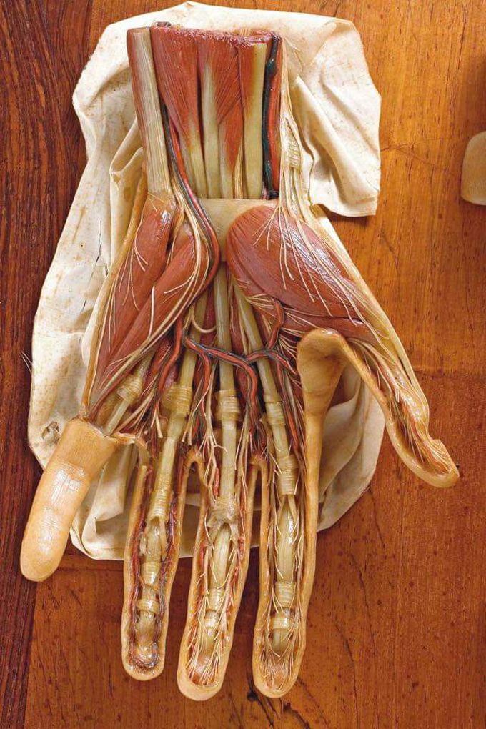 Anatomy Of Hand