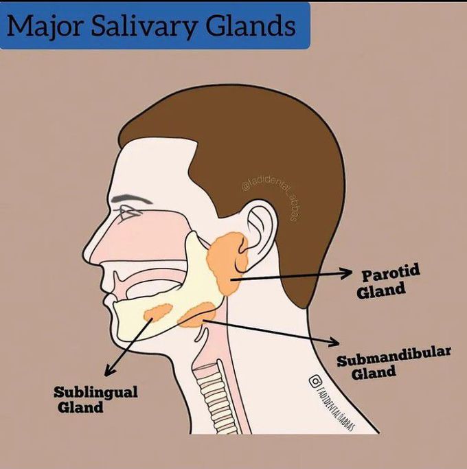 Salivary Glands