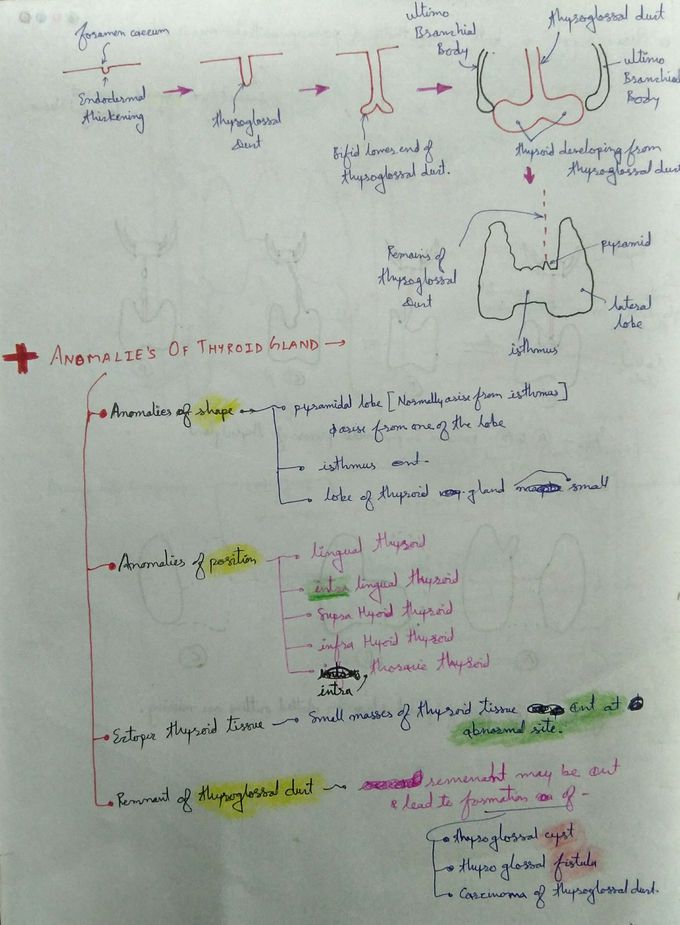 Thyroid gland