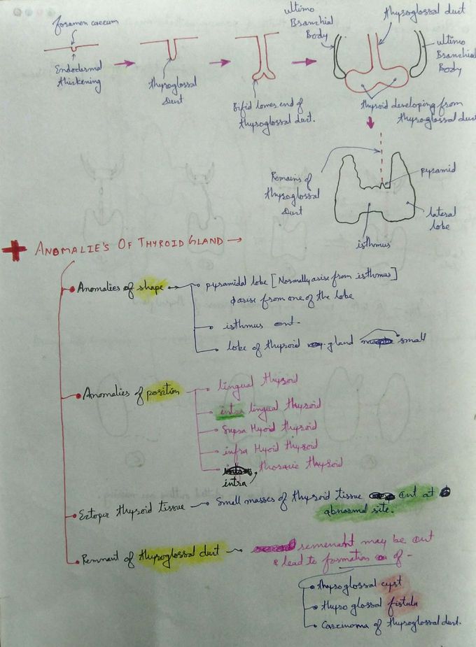 Thyroid gland - MEDizzy