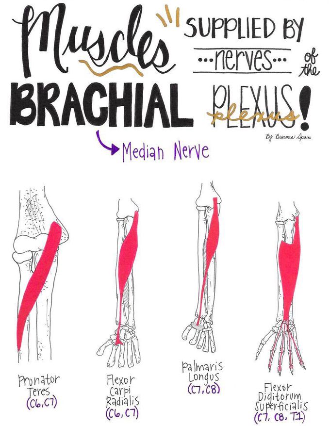 Median Nerve supply