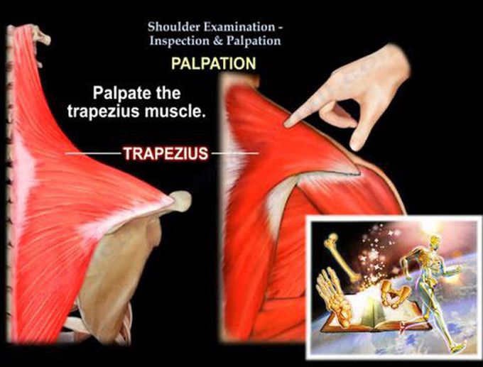 Shoulder Examination Inspection & Palpation - Everything You Need To Know - Dr. Nabil Ebraheim