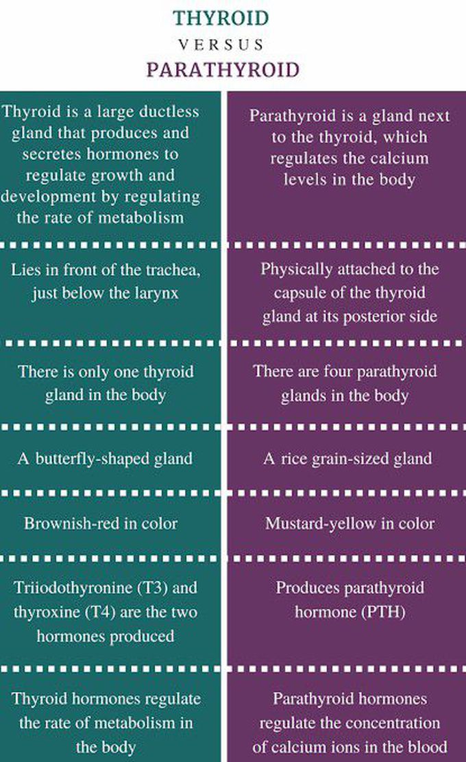 Thyroid vs parathyroid