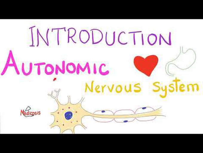 Autonomic Nervous System