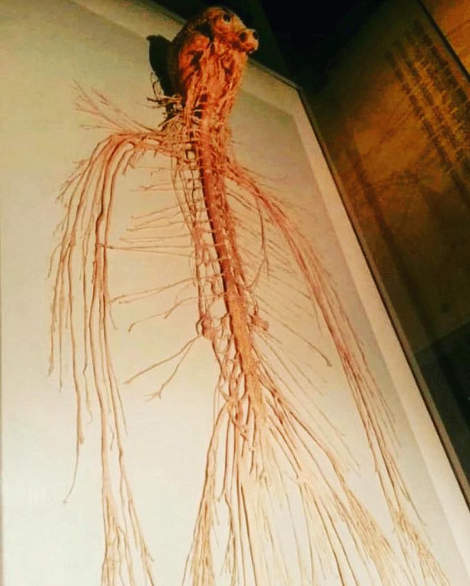 Here's what you'd look like as just a nervous system! 