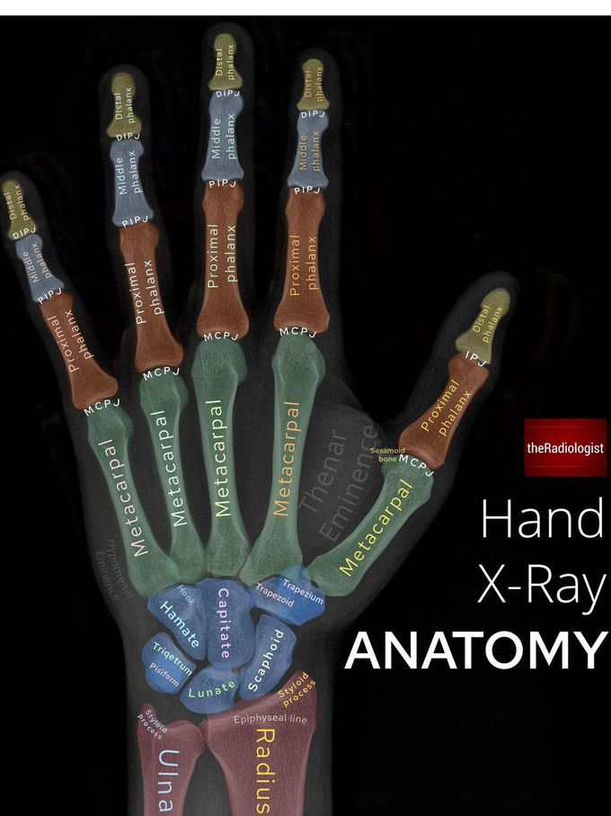 Upper Limb Anatomy III