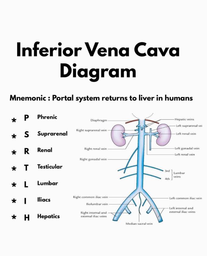 How to remember branches of Inferior Vena Cava?