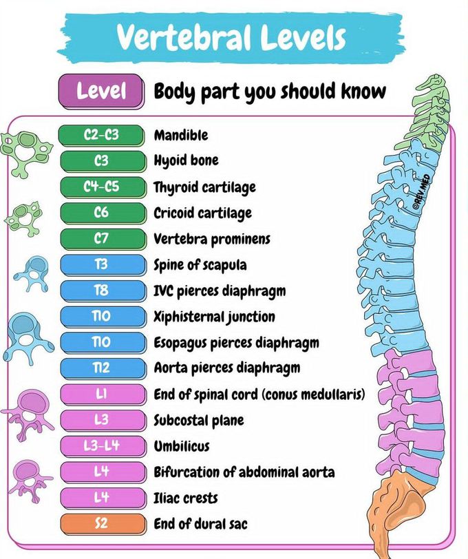 Vertebral Levels