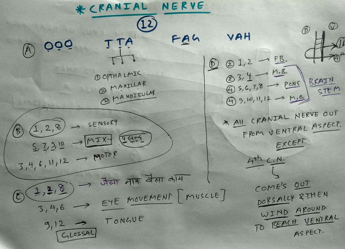 Cranial nerve basics