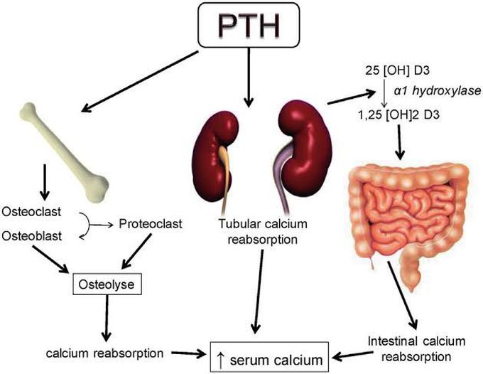 Parathyroid Hormone Function