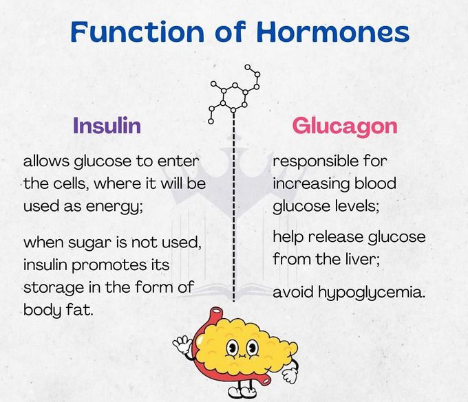 Insulin Vs Glucagon