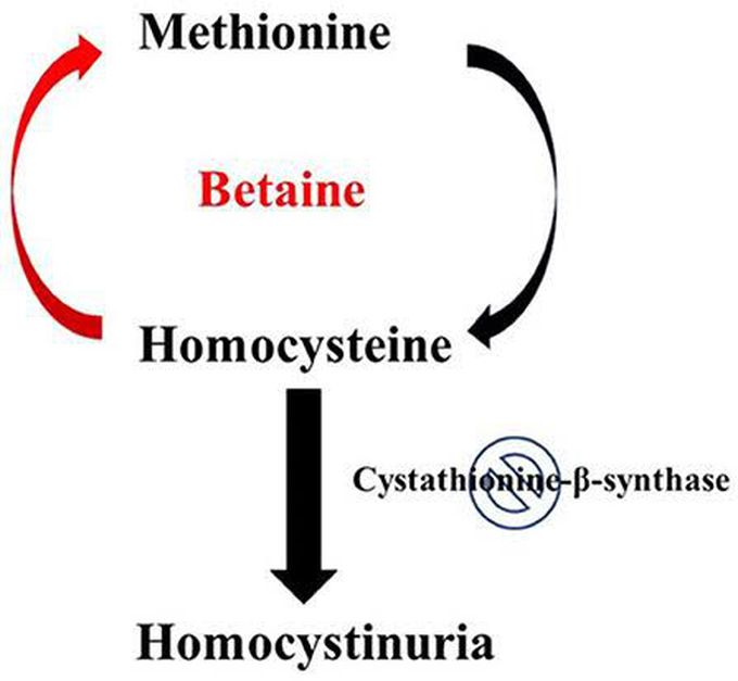 Homocystinuria causes