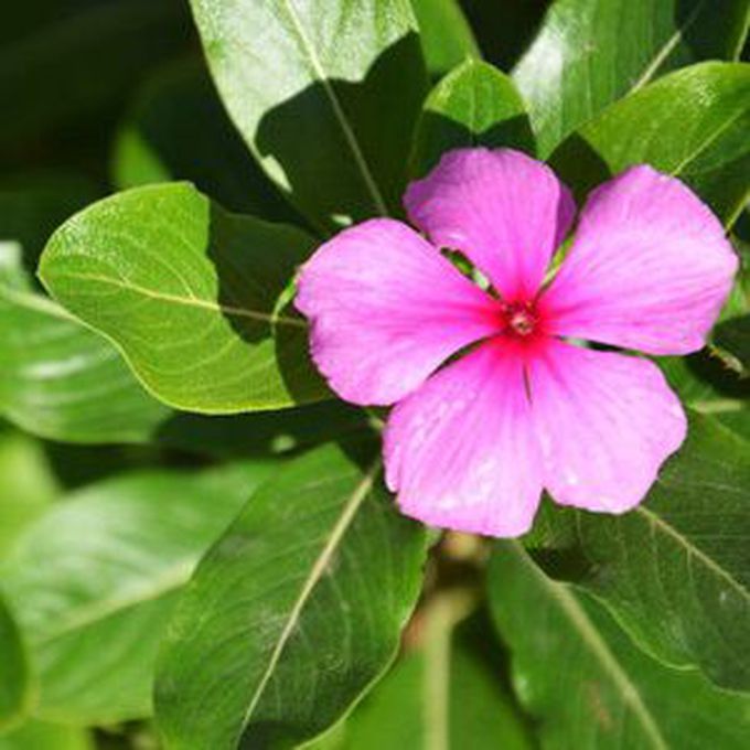 best home remedy for Diabetics without medications