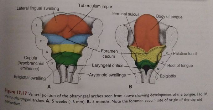 💟 LANGMAN'S EMBRYOLOGY