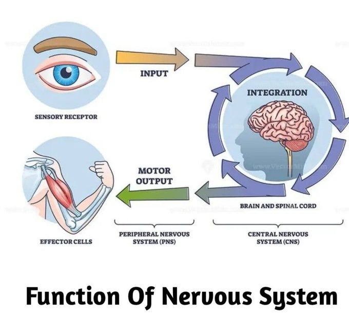 Nervous System