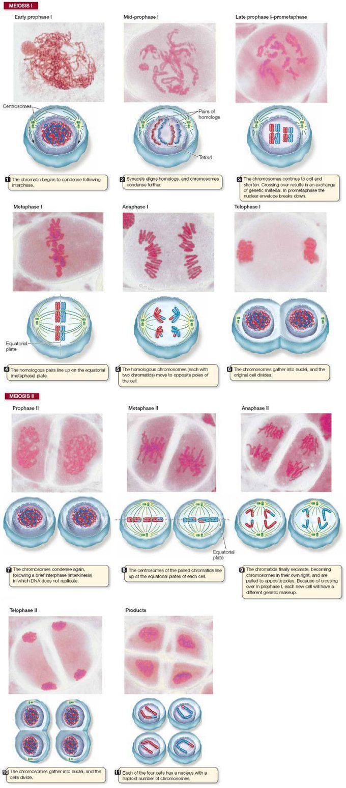 Study cell divison meiosis