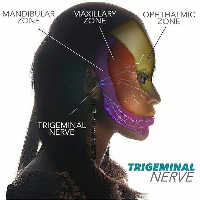 Divisions of the Trigeminal nerve