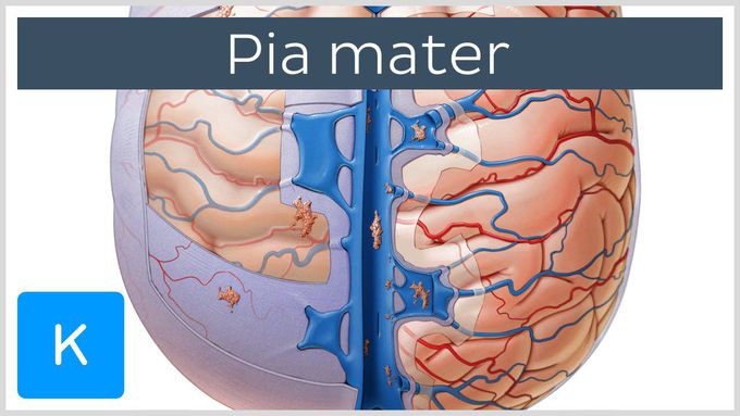 Pia mater (meninges of the brain) - Human Anatomy | Kenhub