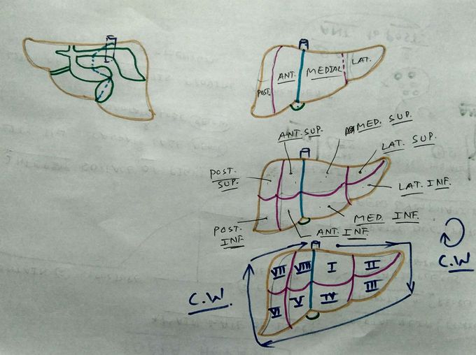 Physiological lobe of liver