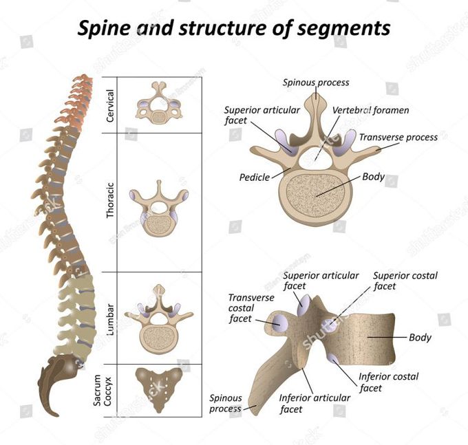Spine and structure of segments