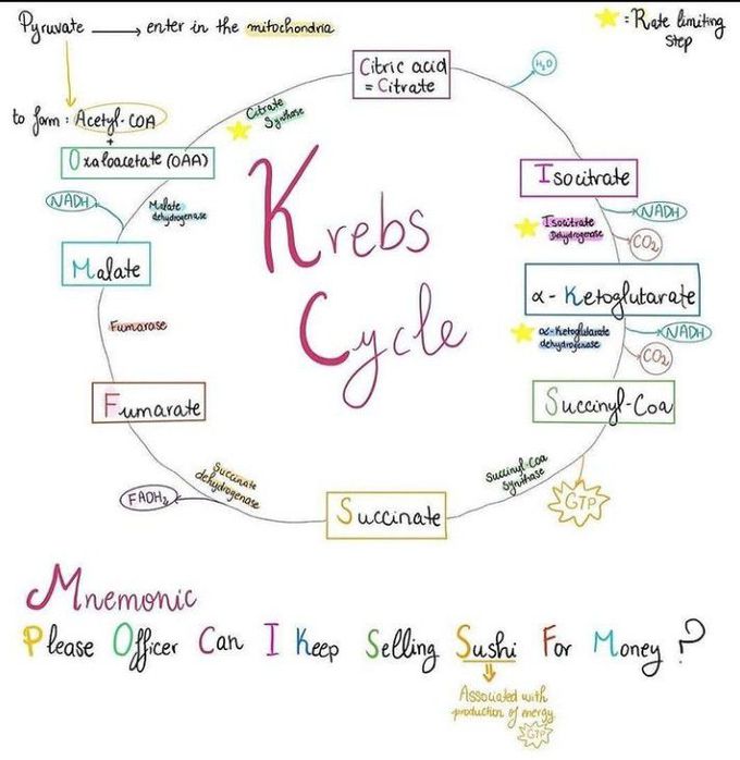 Krebs cycle