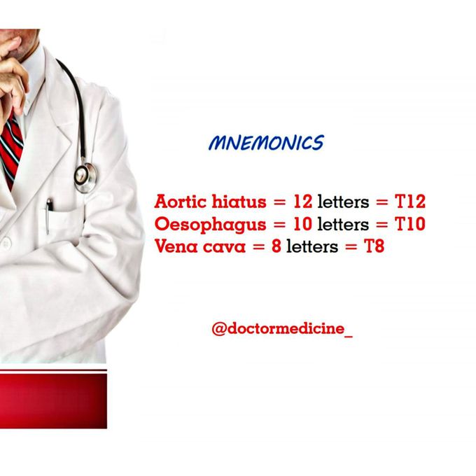 Anatomy mnemonics
