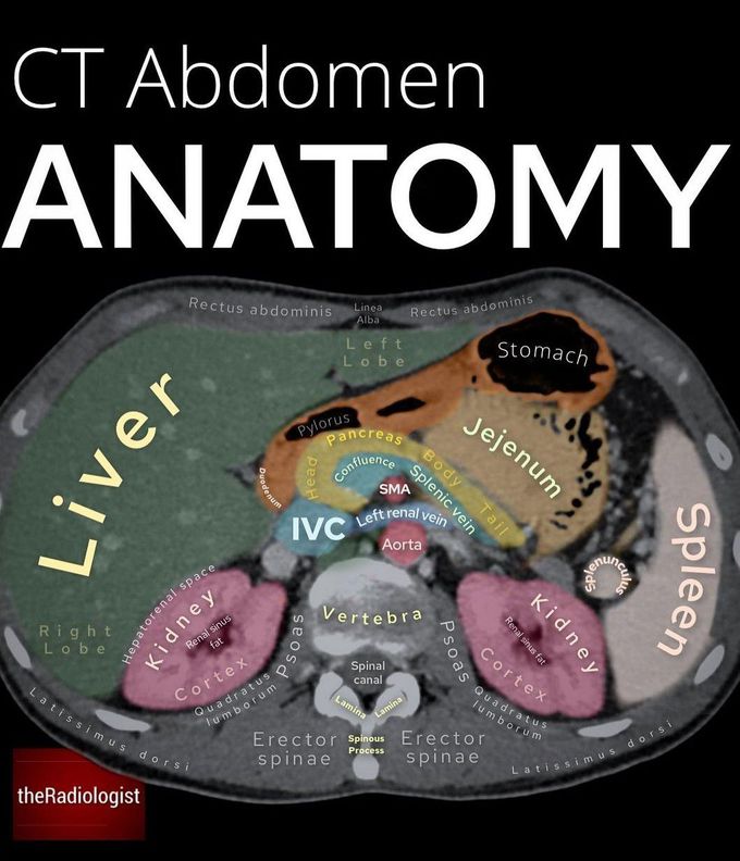 CT Abdomen Anatomy