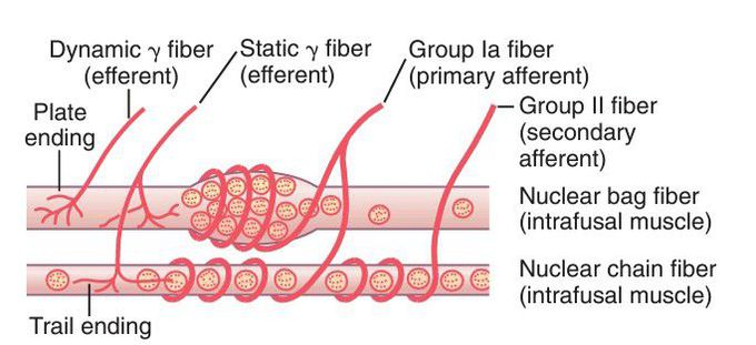 Muscle spindle