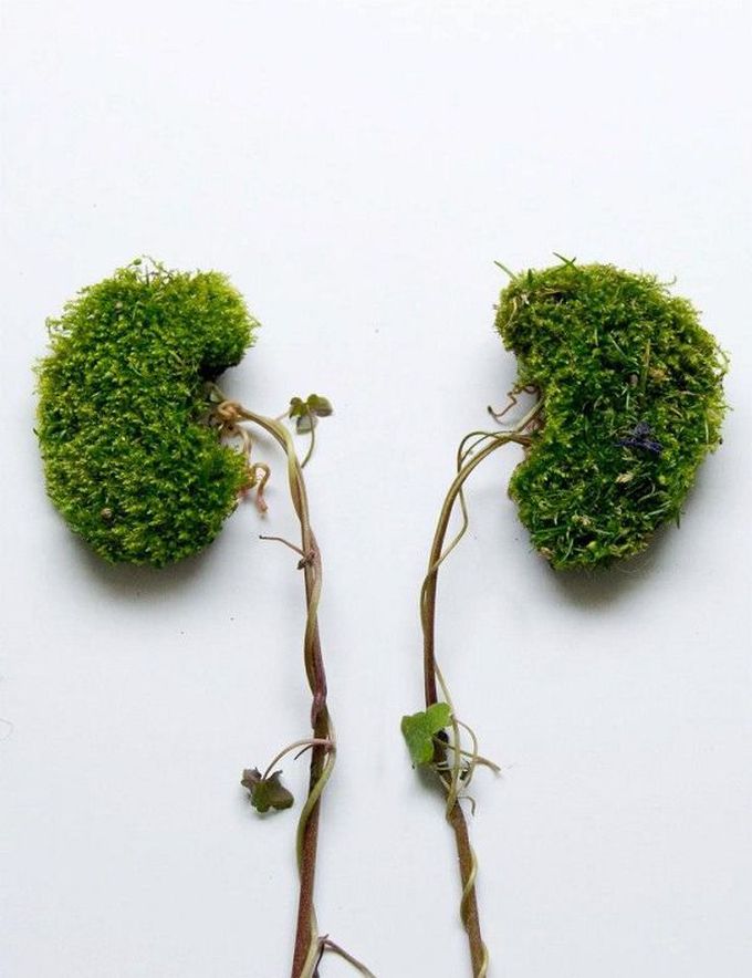 Green kidney