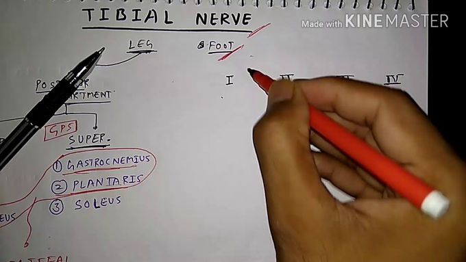 How to draw Tibial nerve , PART - 1/3