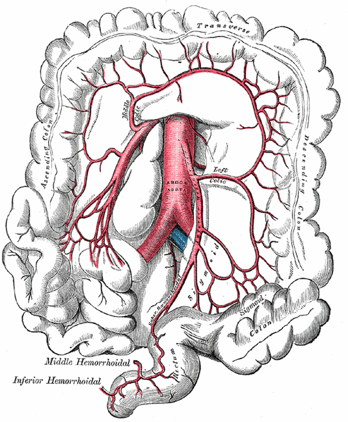 Marginal Artery of Drummond