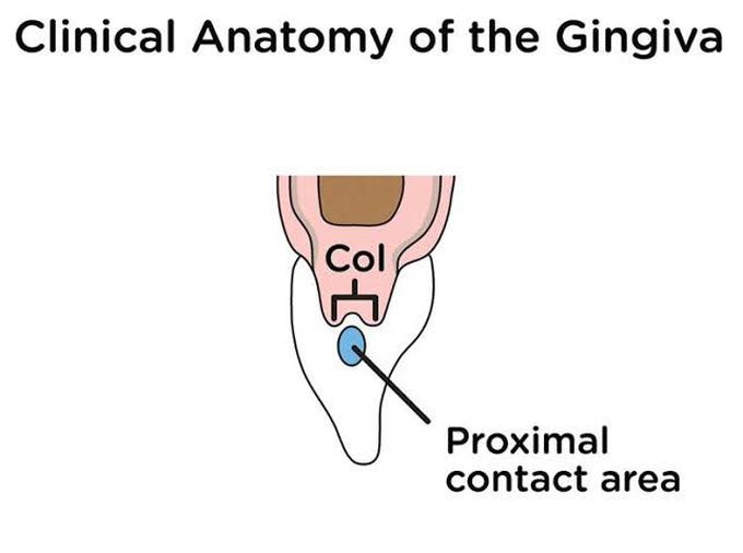 Interdental col