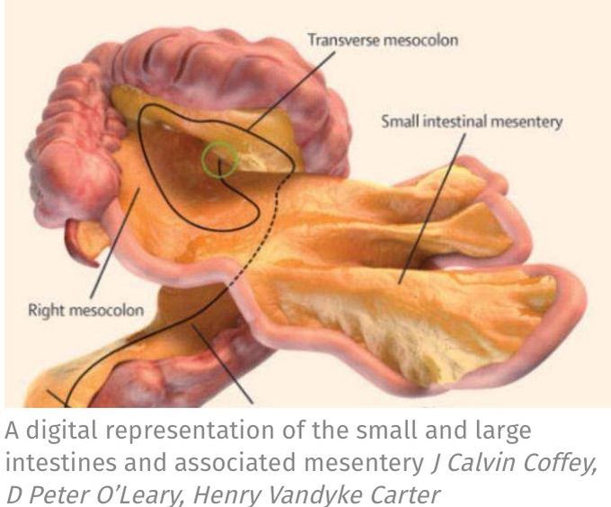 79th organ is discovered and researchers start to find its function