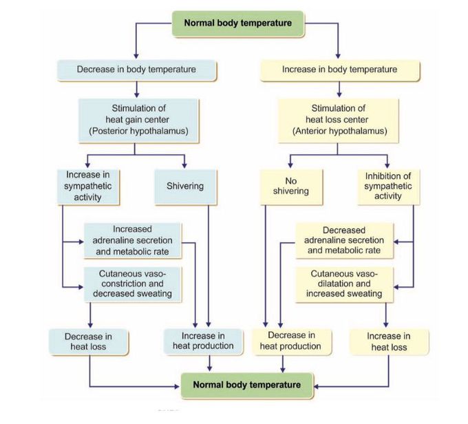 Regulation of Body temperature - MEDizzy