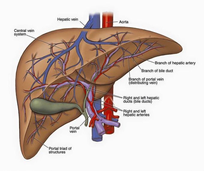 Liver