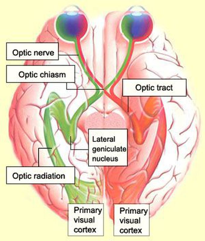 Optic Nerve ( the second cranial nerve )