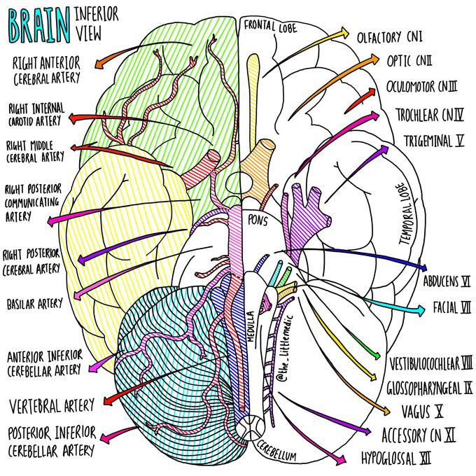 brain inferior view