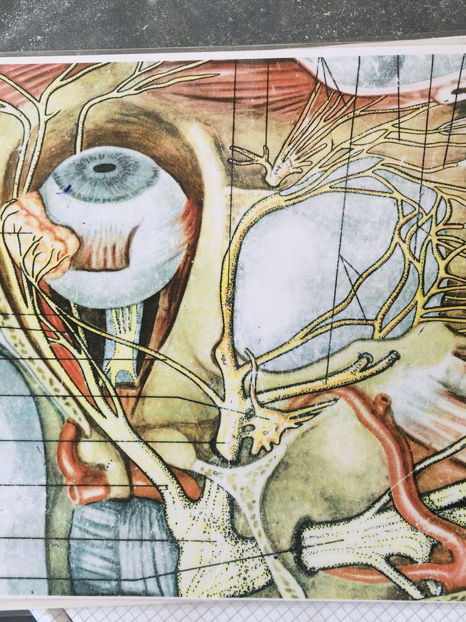 Trigeminal nerve