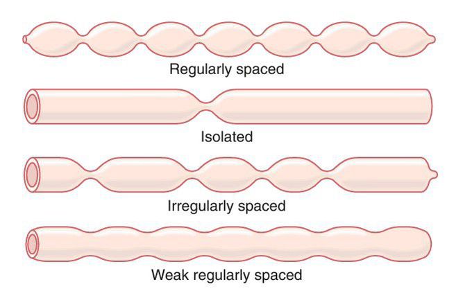 Segmentation movement of small intestine