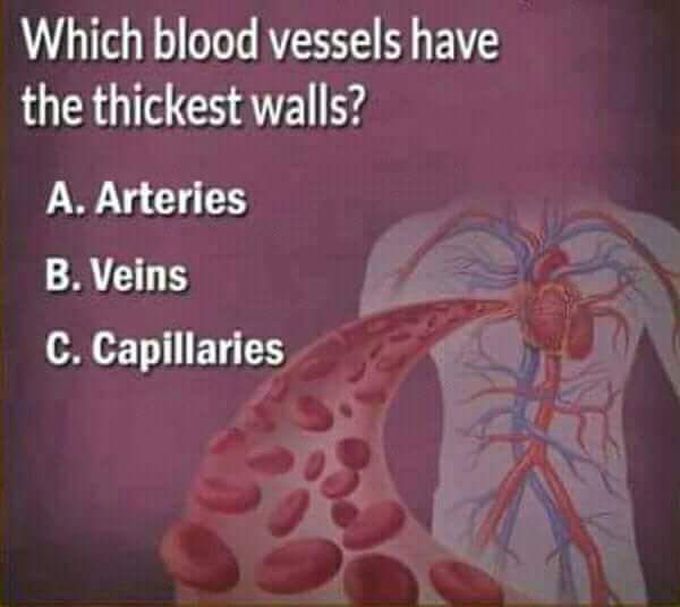 Which blood vessels have the thickest wall?