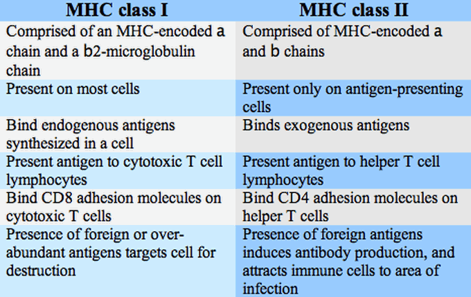 MHC class l and MHC class ll