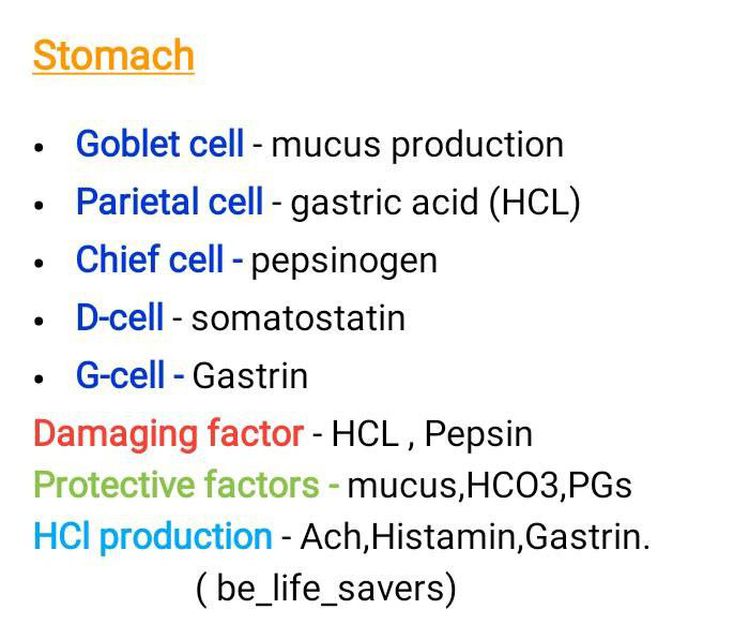 Stomach - MEDizzy