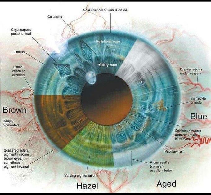 Colors of cornea